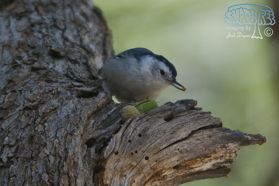 White-Breasted Nuthatch - Sitta carolinensis
