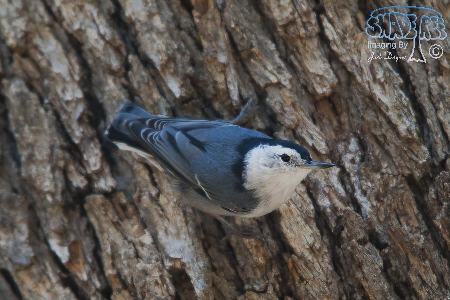 White-Breasted Nuthatch - Sitta carolinensis