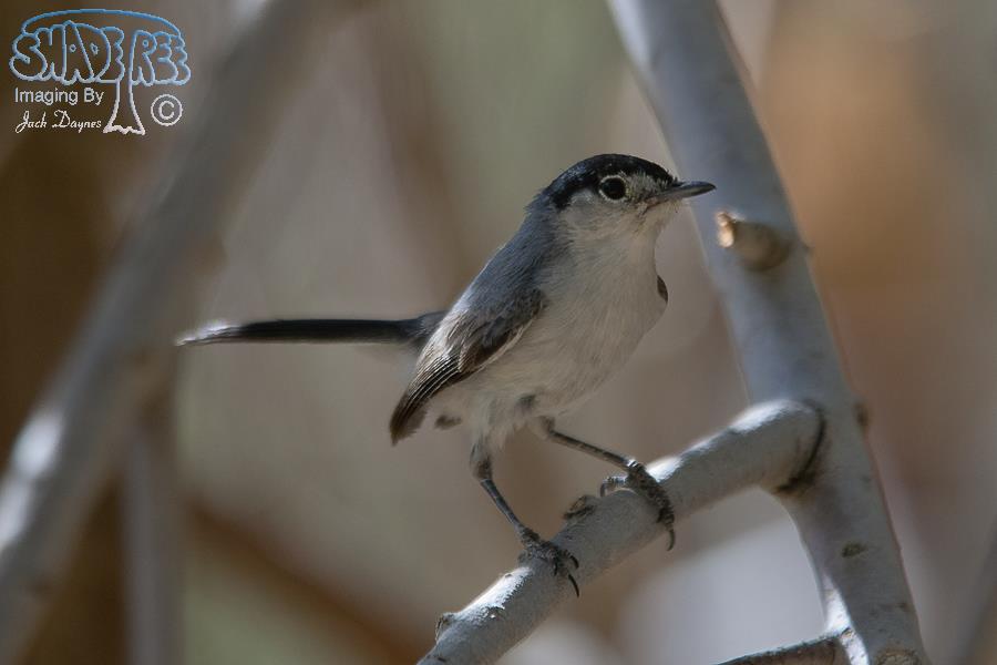 Black-Tailed Gnatcatcher - Polioptila melanura