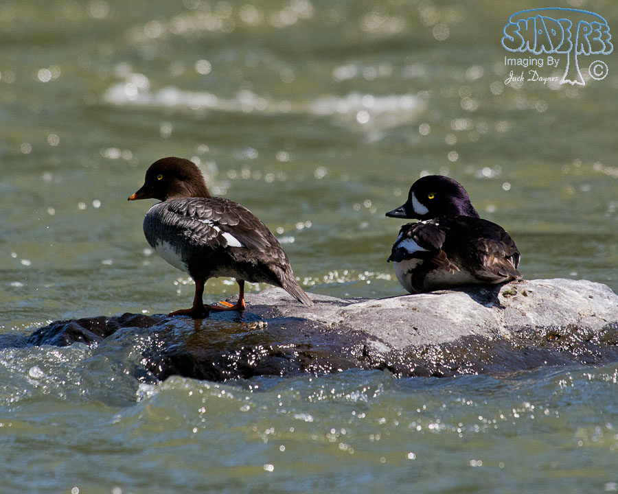 Barrow's Goldeneye - Bucephala islandica