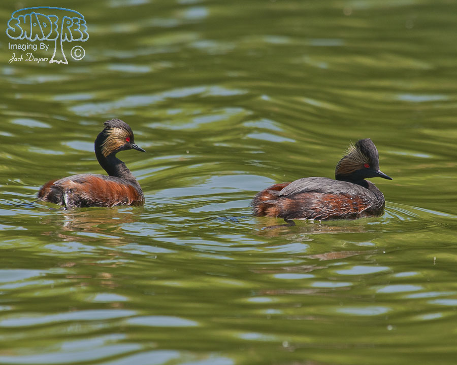 Eared Grebe - Podiceps nigricollis
