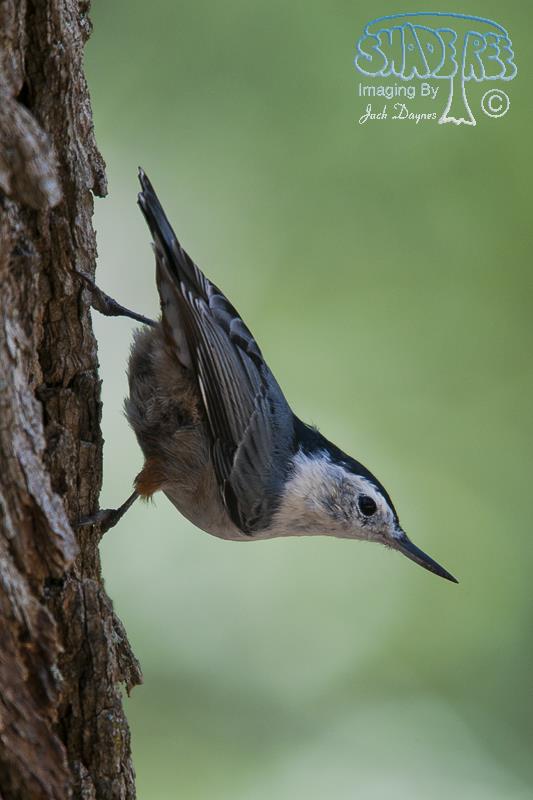 White-Breasted Nuthatch - Sitta carolinensis