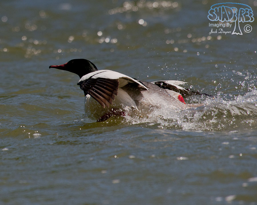 Common Merganser - Mergus merganser