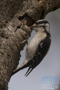 2012-03-24 Poway Downy Woodpecker