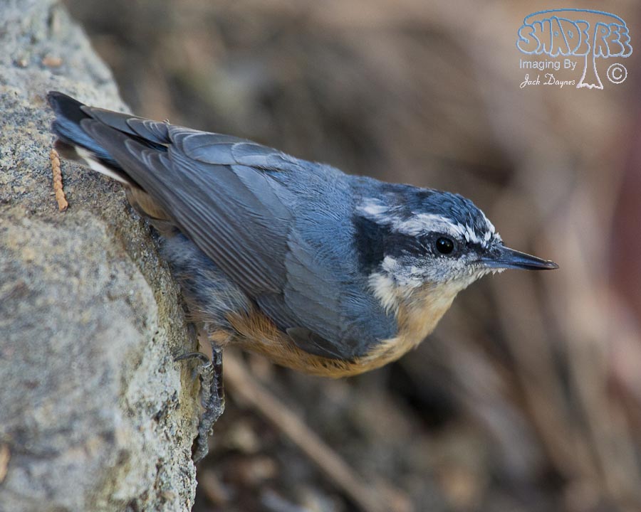 Red-Breasted Nuthatch - Sitta canadensis