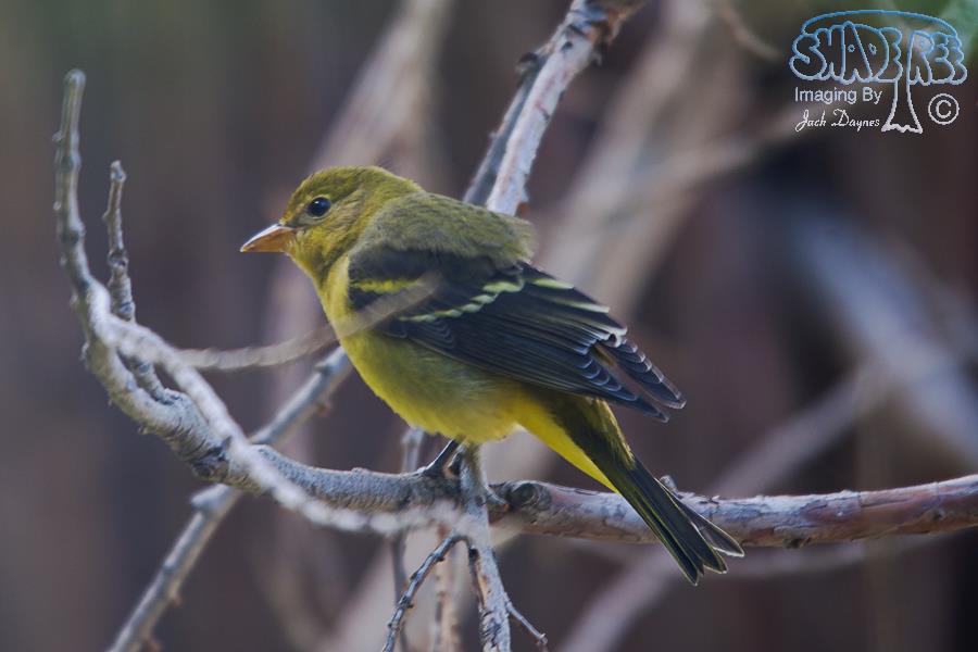 Western Tanager - Piranga ludoviciana
