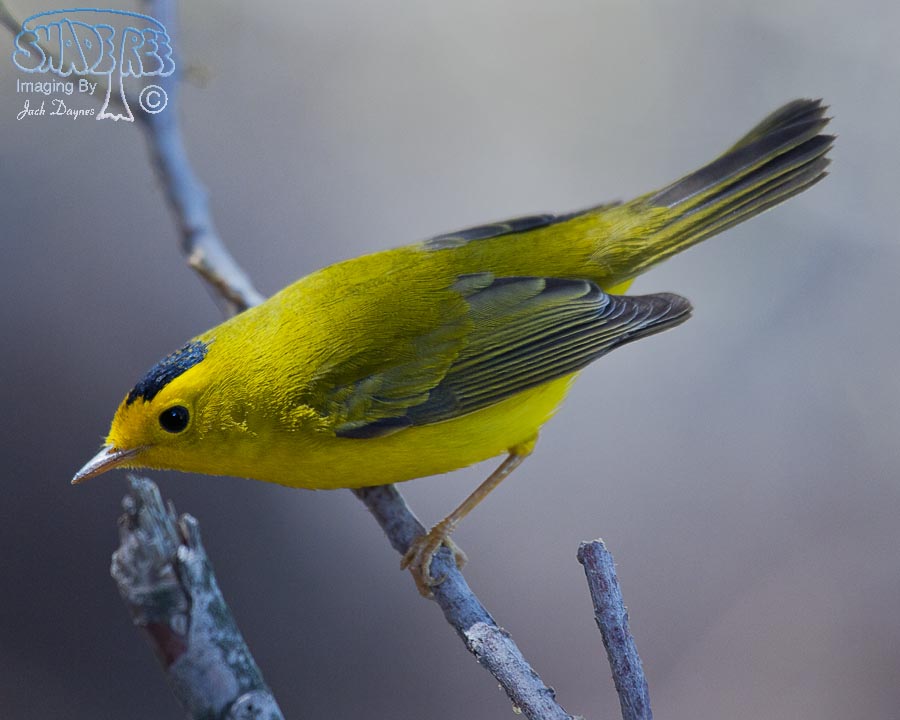 Wilson's Warbler - Cardellina pusilla