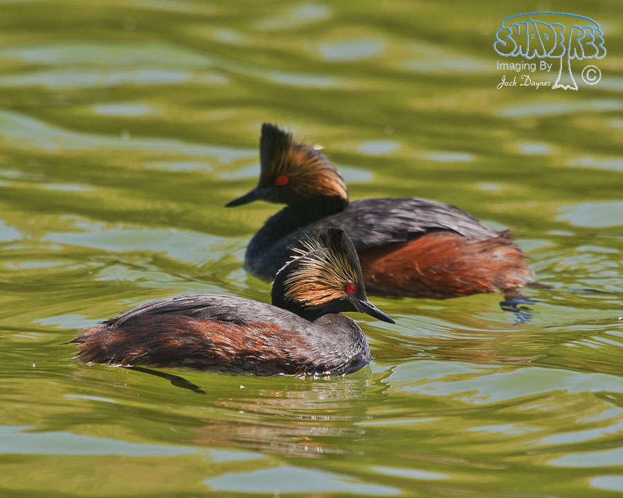 Eared Grebe - Podiceps nigricollis