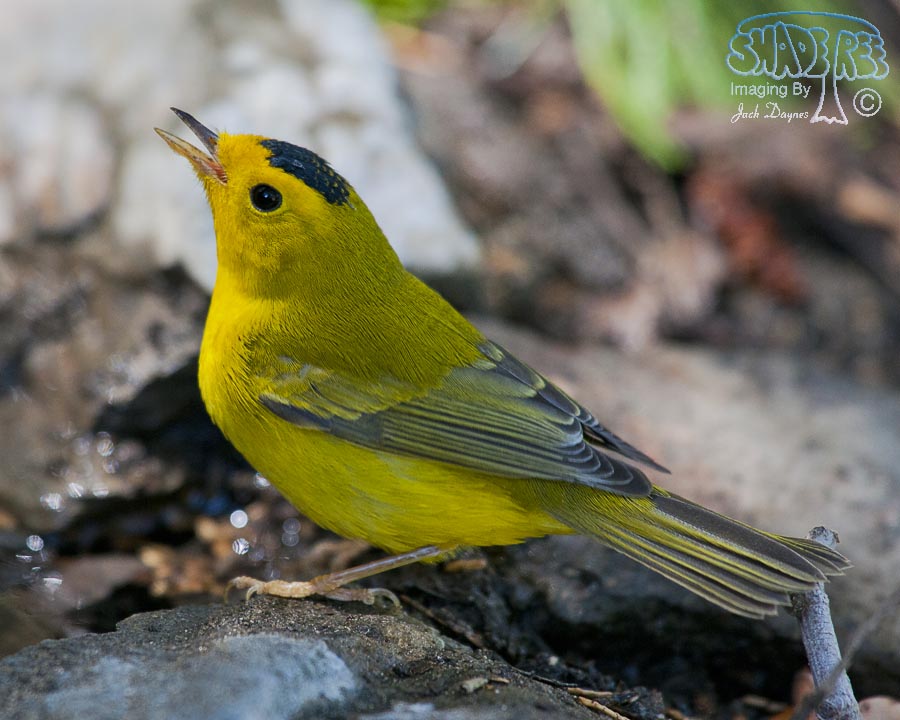 Wilson's Warbler - Cardellina pusilla