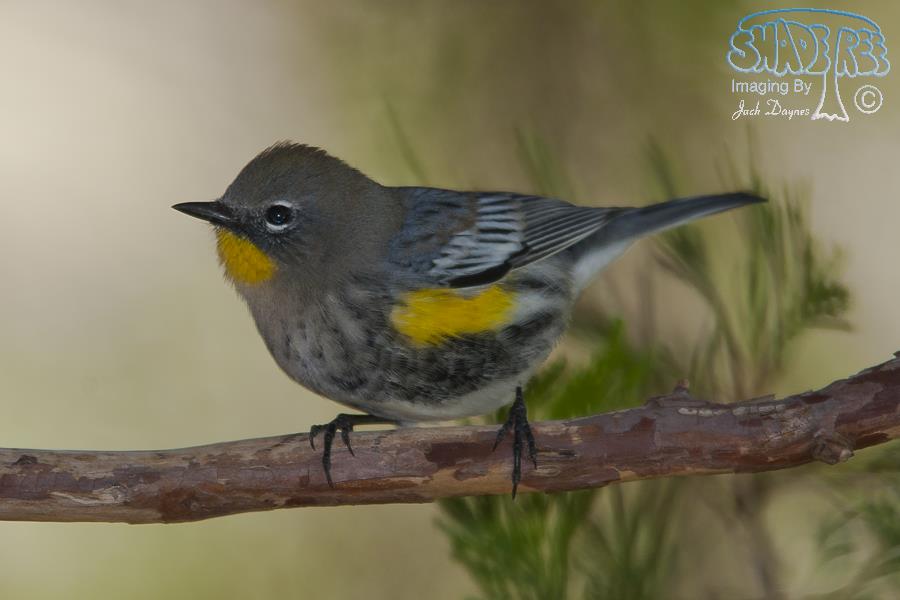 Yellow-Rumped Warbler - Setophaga coronata auduboni
