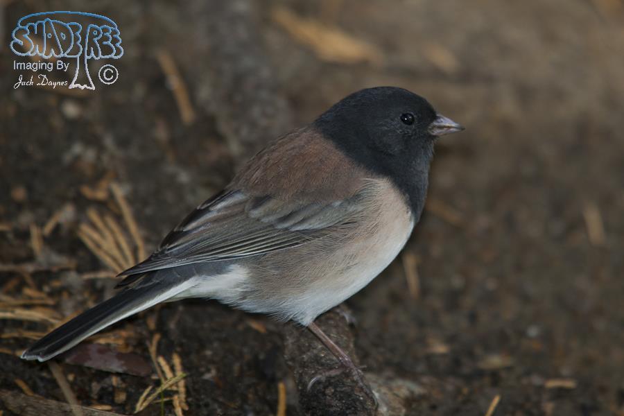 Dark-eyed Junco - Junco hyemalis