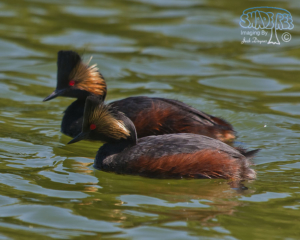 2015-05-05 Henderson Bird Viewing Preserve