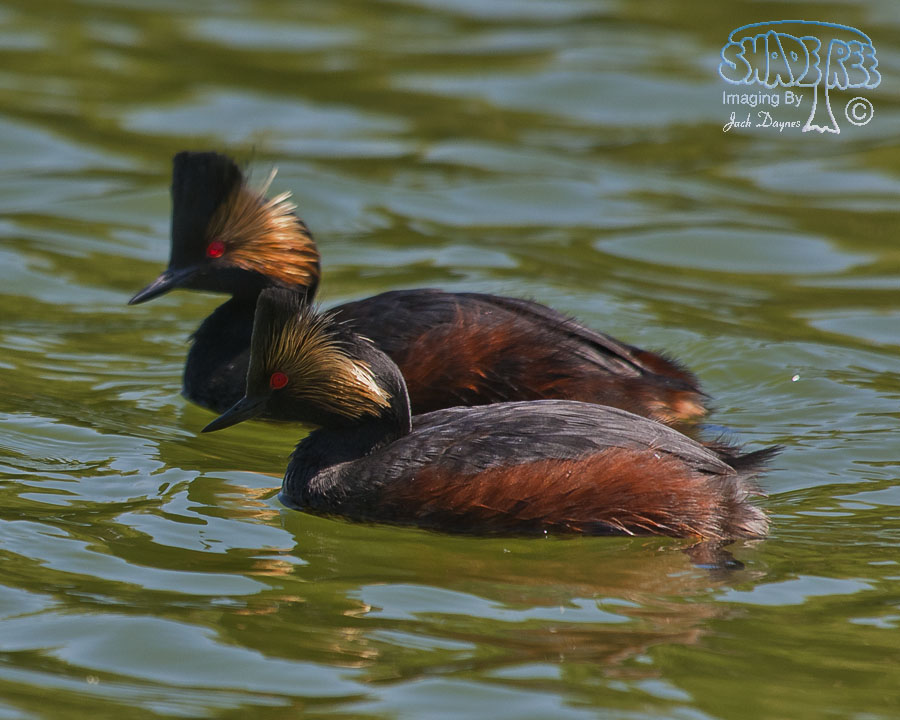 Eared Grebe - Podiceps nigricollis
