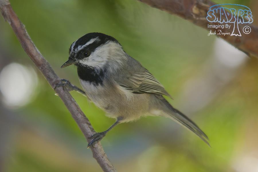 Mountain Chickadee - Poecile gambeli