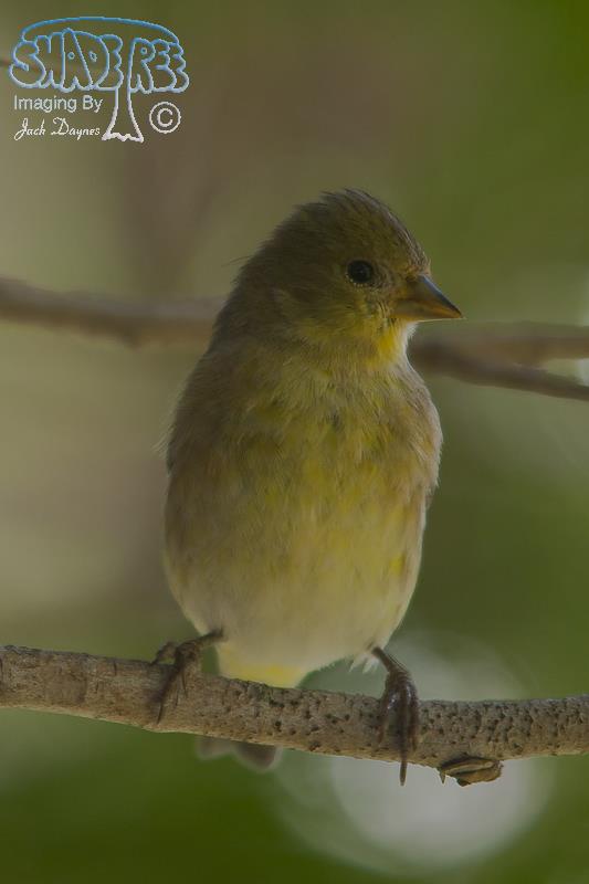 Lesser Goldfinch - Spinus psaltria