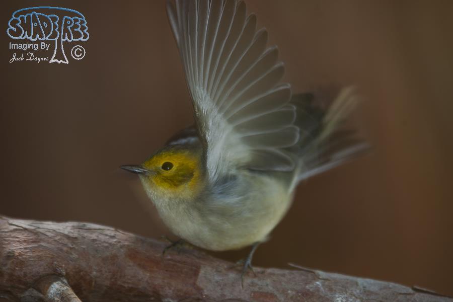 Hermit Warbler - Setophaga occidentalis