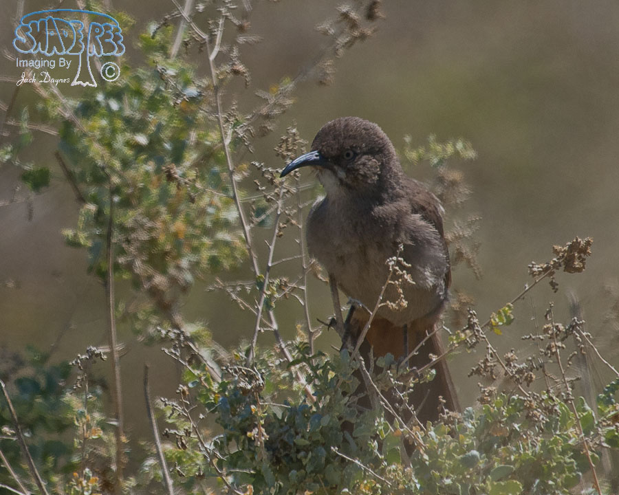 Crissal Thrasher - Toxostoma crissale