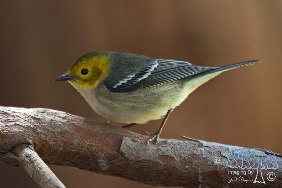 Hermit Warbler - Dendroica occidentalis