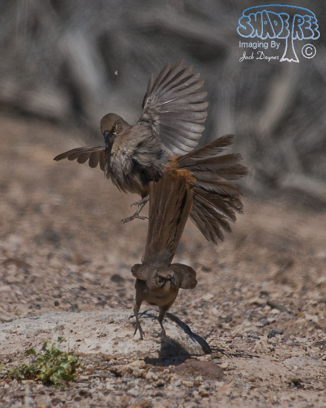 Crissal Thrasher - Toxostoma crissale