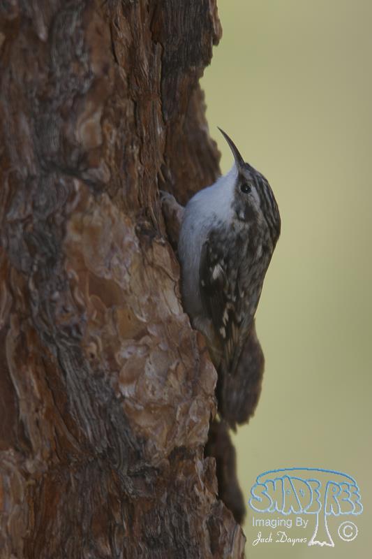 Brown Creeper - Certhia americana