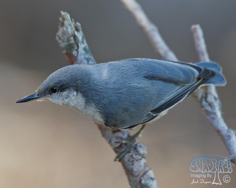 Pygmy Nuthatch - Sitta pygmaea