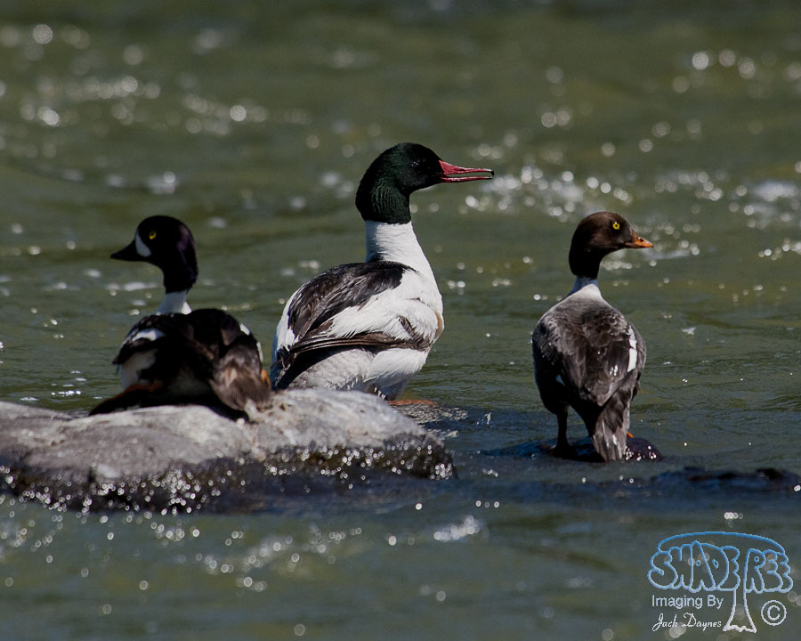 Common Merganser - Mergus merganser