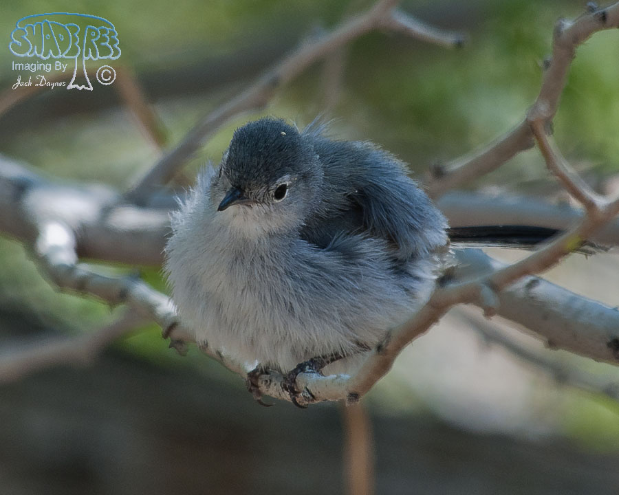 Black-Tailed Gnatcatcher - Polioptila melanura
