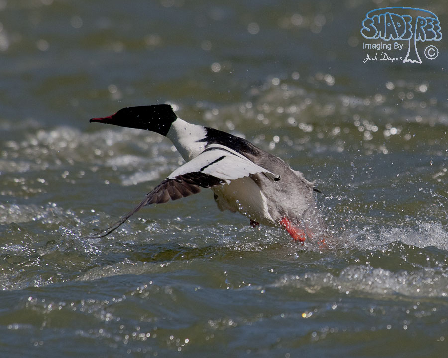 Common Merganser - Mergus merganser