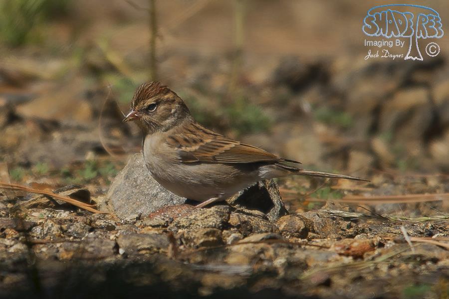 Chipping Sparrow - Spizella passerina