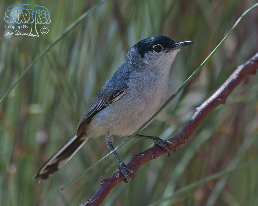 Black-Tailed Gnatcatcher - Polioptila melanura