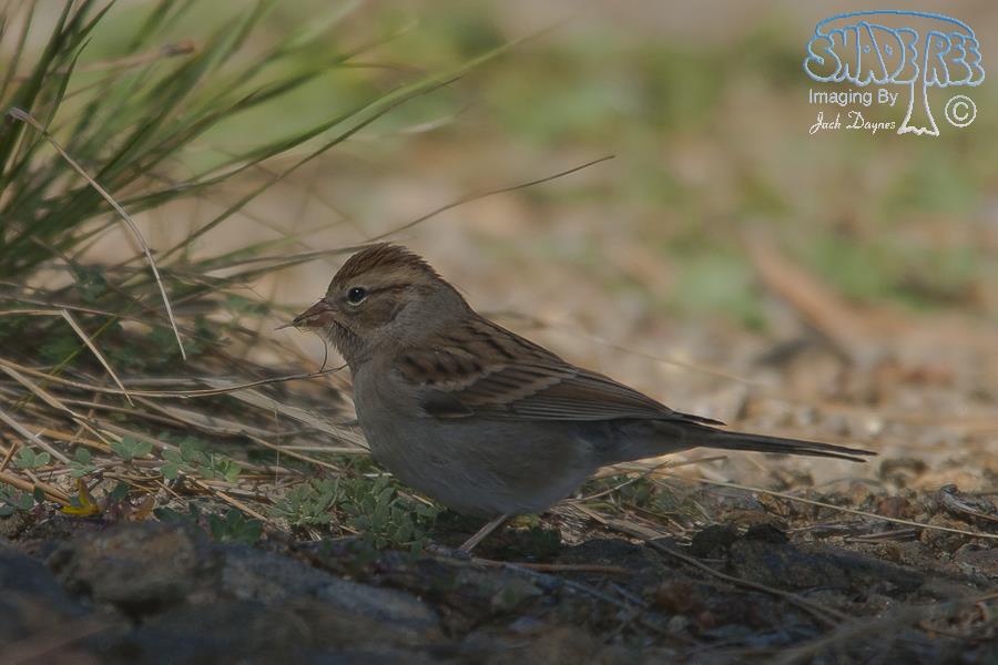 Chipping Sparrow - Spizella passerina