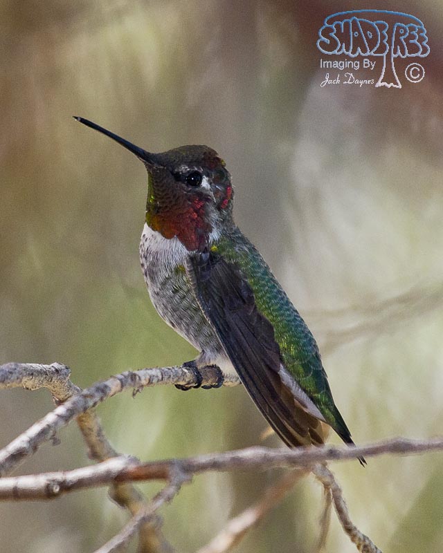 Anna's Hummingbird - Calypte anna