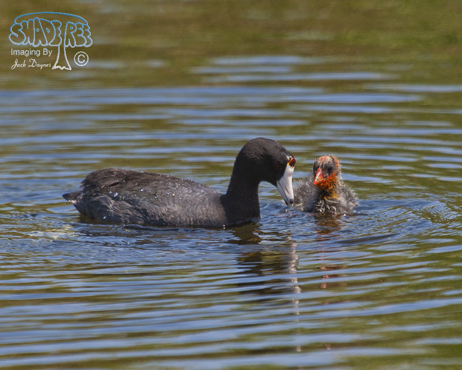 American Coot - Fulica americana