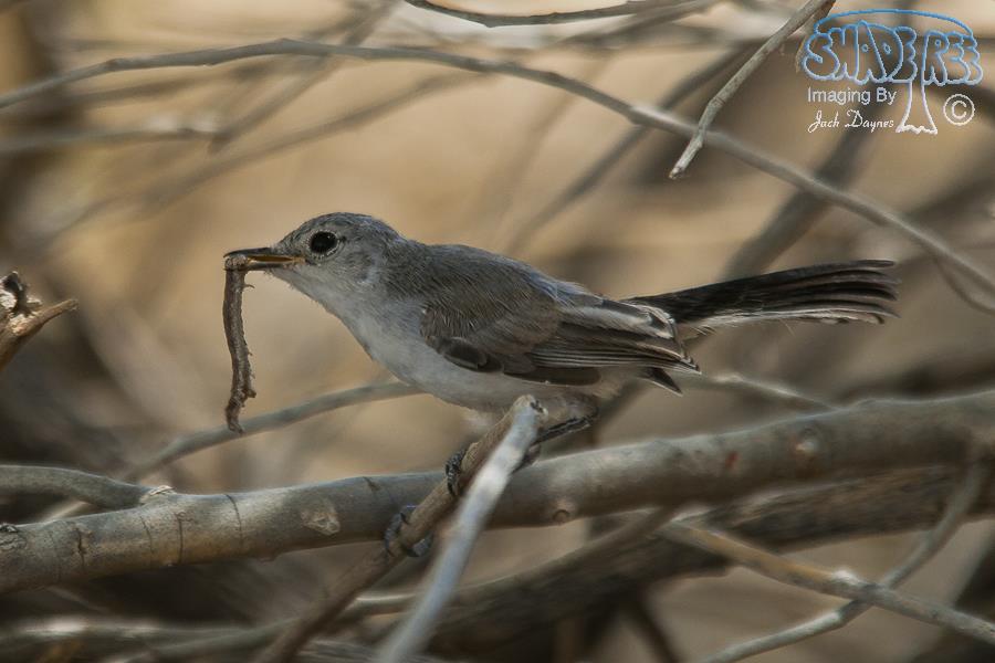 Black-Tailed Gnatcatcher - Polioptila melanura
