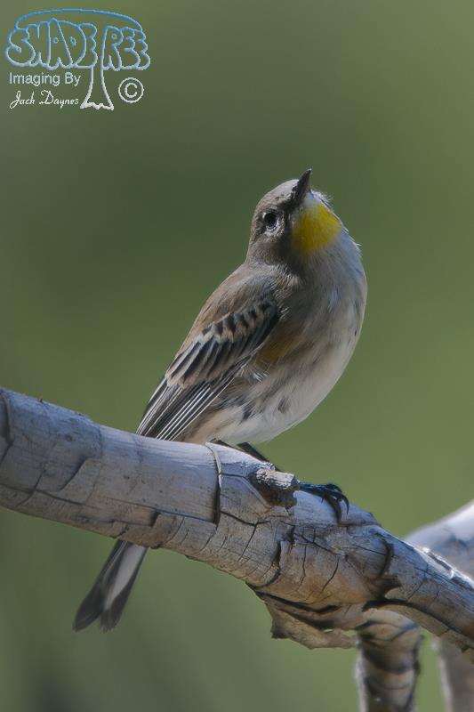 Yellow-Rumped Warbler - Setophaga coronata auduboni