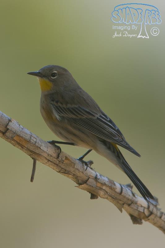Yellow-Rumped Warbler - Setophaga coronata auduboni