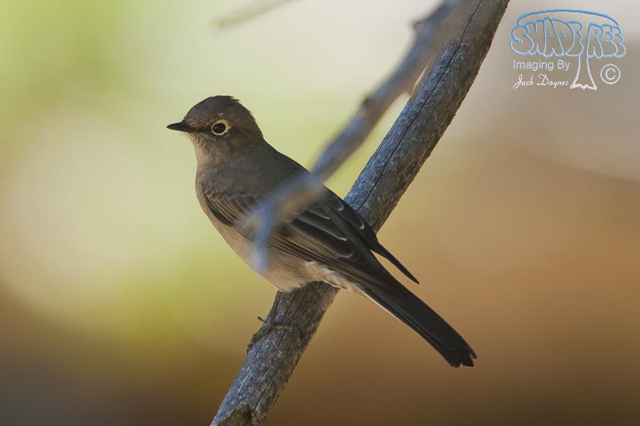 Townsend's Solitaire - Myadestes townsendi