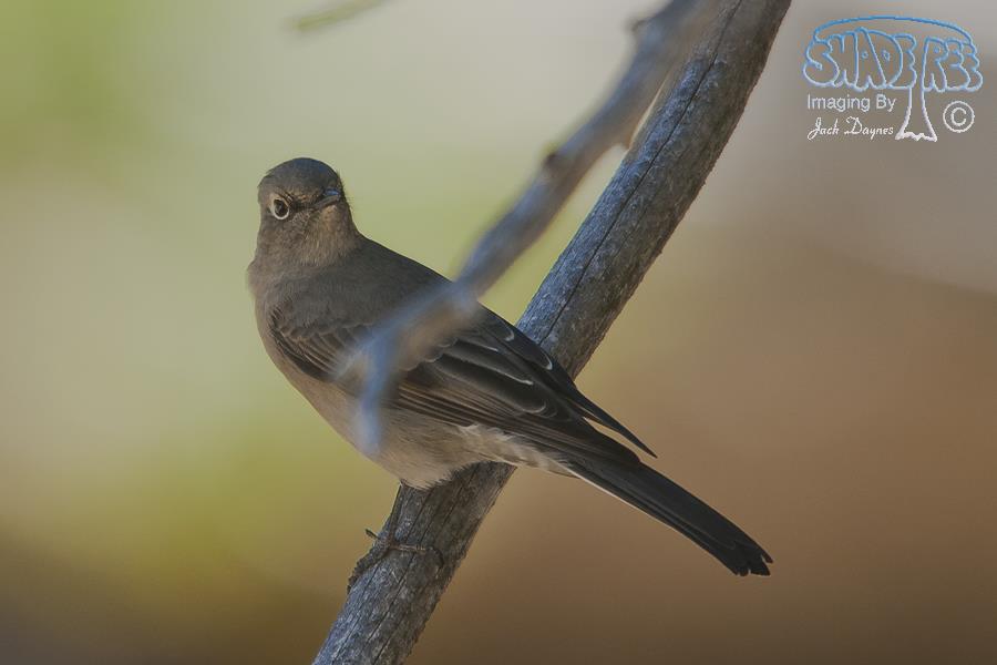 Townsend's Solitaire - Myadestes townsendi