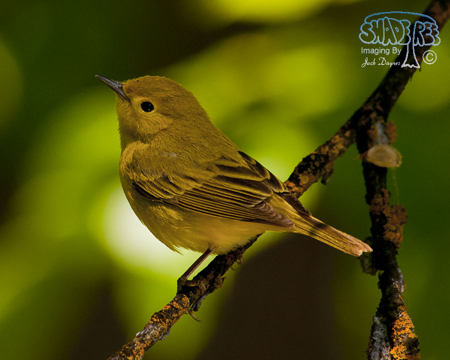 American Yellow Warbler - Setophaga petechia