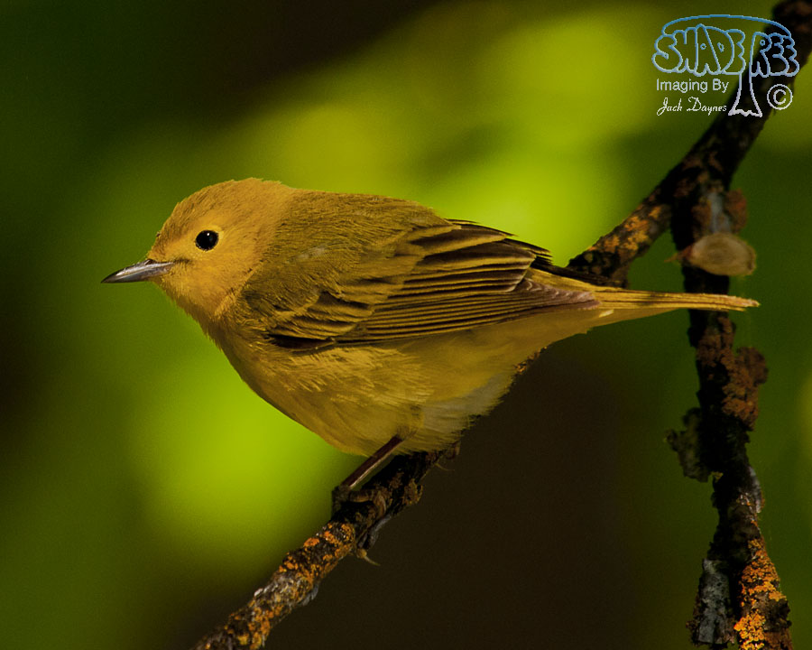 American Yellow Warbler - Setophaga petechia