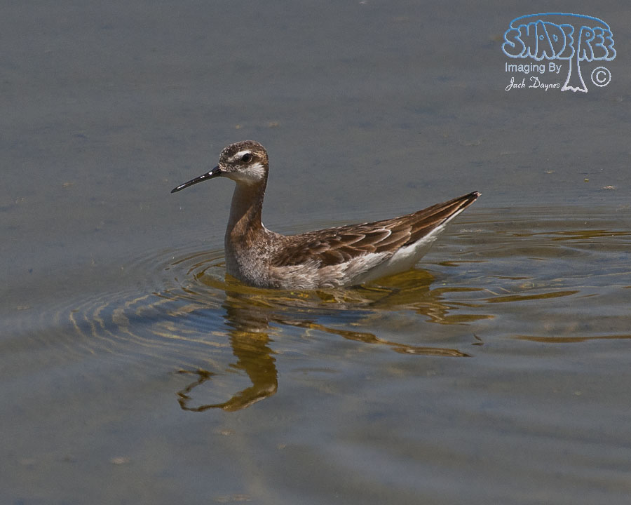 Wilson's Phalarope - Phalaropus tricolor