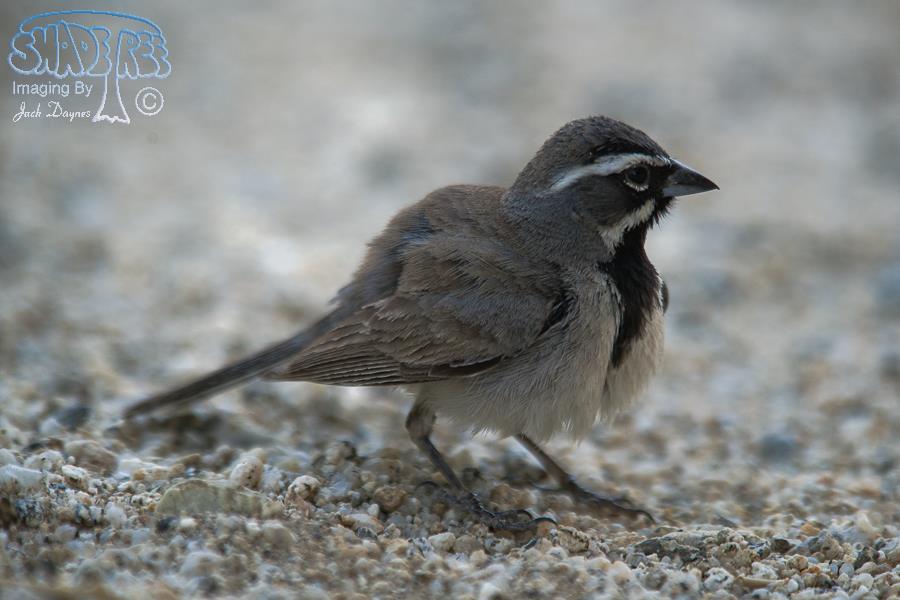 Black-Throated Sparrow - Polioptila caerulea