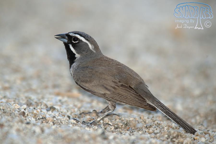 Black-Throated Sparrow - Amphispiza bilineata