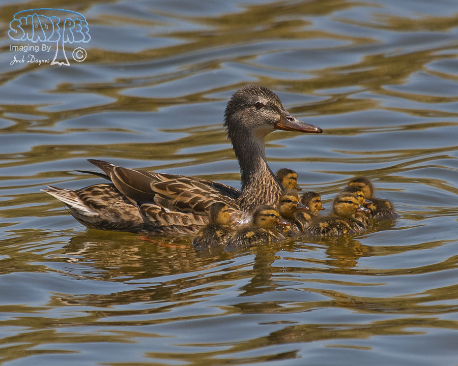 Mallard - Anas platyrhynchos