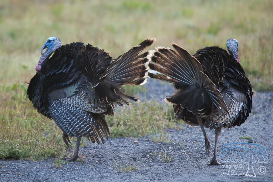 Wild Turkey - Meleagris gallopavo