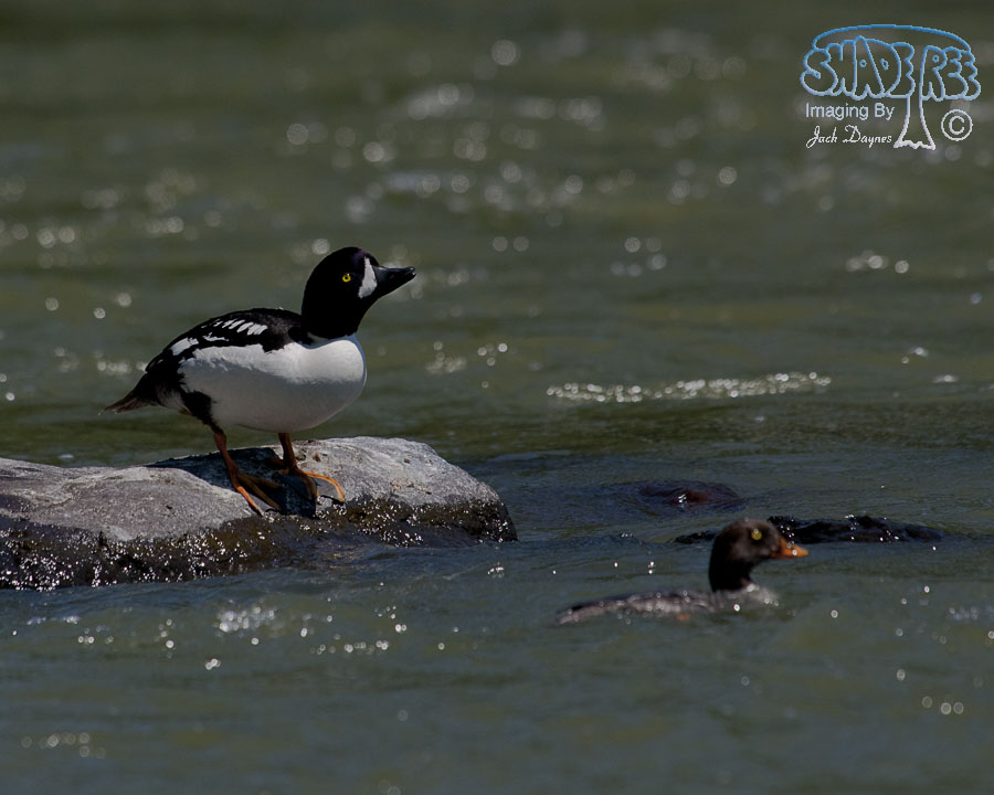 Barrow's Goldeneye - Bucephala islandica