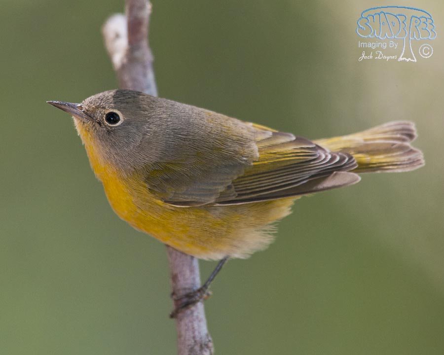 Nashville Warbler - Leiothlypis ruficapilla