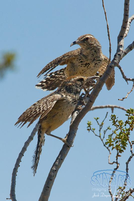 Cactus Wren - Campylorhynchus brunneicapillus