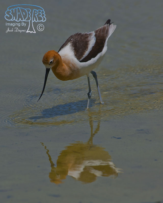 American Avocet - Recurvirostra americana