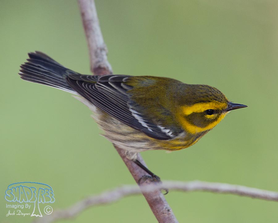 Townsend's Warbler - Setophaga townsendi